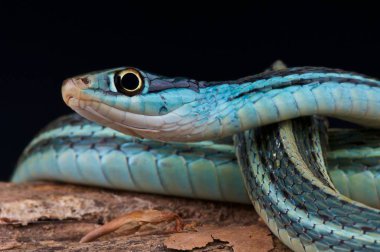 Thamnophis sauritus nitae, Blue ribbon yılan, ABD