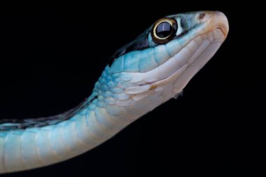 Thamnophis sauritus nitae, Bluestripe şerit yılan, Florida, ABD