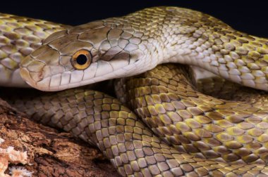 Elaphe climacophora, Japonca Rat Snake, Japonya