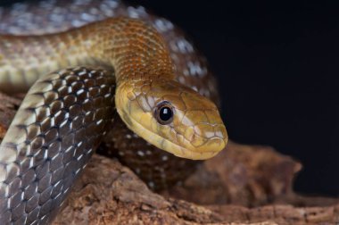 Zamenis longissimus, Aesculapian yılan, Frangı
