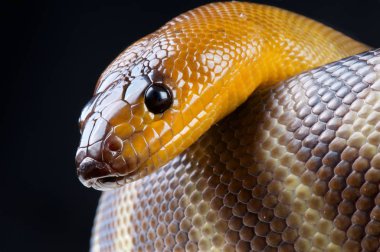 Aspidites ramsayi, kadını python, Alice springs, Avustralya