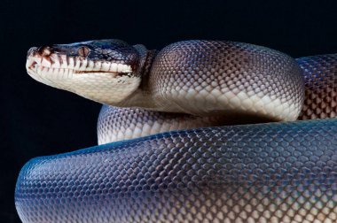 Bothrochilus hoserae, güneyli beyaz dudaklı python, (daha önce Leiopython)