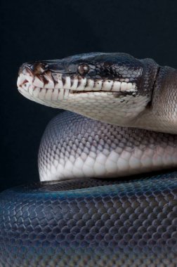 Leiopython hoserae, güneyli beyaz dudaklı python, Papua Yeni Gine