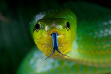 Gonyosoma oxycephalum, yeşil ratsnake, Kırmızı kuyruklu dil flicking, Endonezya