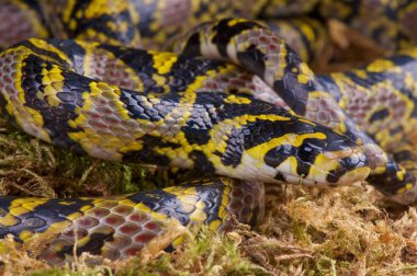 Euprepiophis mandarinus, Mandarin Ratsnake, Vietnam