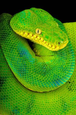 Cropan caninus, Zümrüt ağaç boa, Surinam