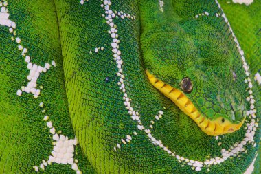 Corallus batesii,Amazon Basin Emerald Tree Boa,Brazil clipart