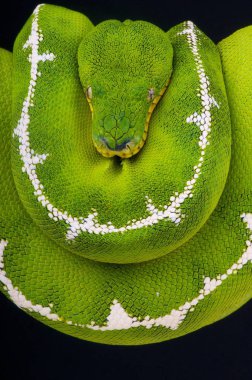 Cropan batesii, Amazon Havzası Emerald ağaç Boa, Brezilya