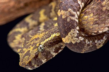 Yassı burunlu kesimlerinde bulunan çukur engerek (beyaz puniceus)