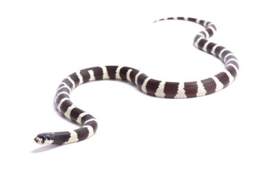 California Kingsnake, Lampropeltis getula californiae, Amerika Birleşik Devletleri