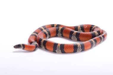 Louisiana süt yılan, Lampropeltis triangulum amaura, Amerika Birleşik Devletleri