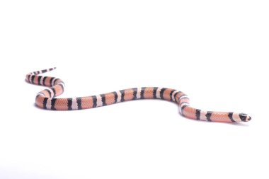 Honduran milk snake,Lampropeltis triangulum hondurensis, anerythristic clipart