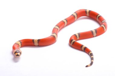 Honduras süt yılan, Lampropeltis triangulum hondurensis, hypomelanistic