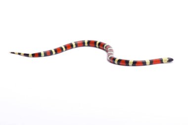 Sinaloan süt yılan, Lampropeltis triangulum sinaloae, Meksika