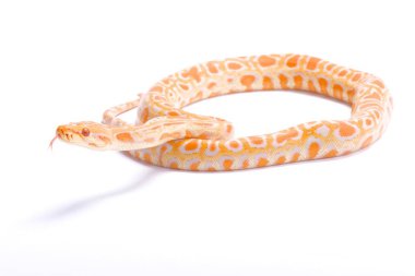 Birmanya python, Python bivittatus, albino
