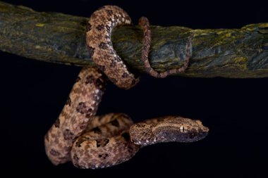 Çukur engerek, Protobothrops mucrosquamatus işaret-terazi 