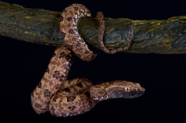Pointed-Scaled Pit Viper,Protobothrops mucrosquamatus  clipart