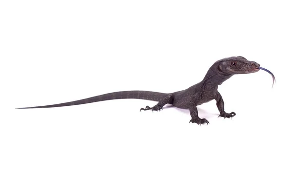 Svart Vatten Monitor Varanus Salvator Komaini — Stockfoto