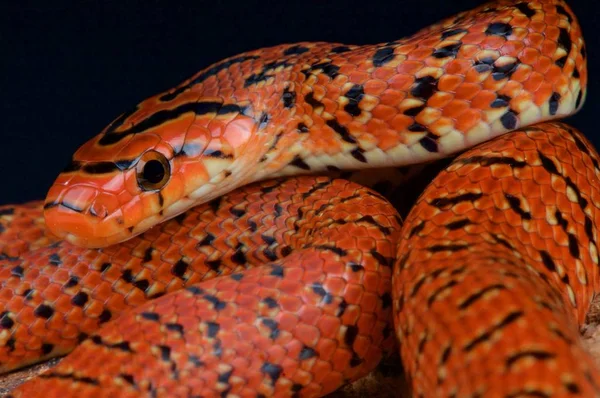 Euprepiophis Conspicillatus Japoński Las Rat Snake Japonia — Zdjęcie stockowe