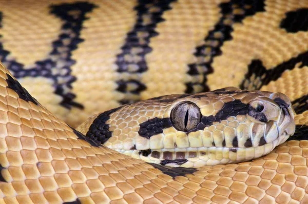 Morelia spilota mcdowelli, Doğu Halı python, Avustralya