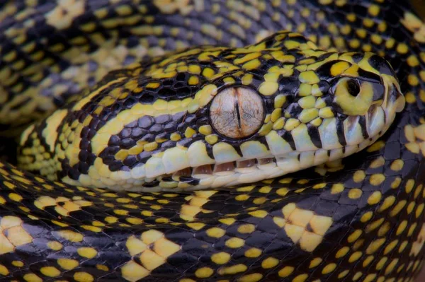 Morelia Spilota Spilota Diamand Python Austrália — Fotografia de Stock