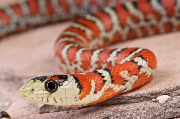 Lampropeltis Pyromelana Knoblochi Cerca —  Fotos de Stock