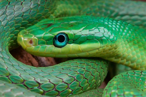 Gonyosoma Prasinum Serpente Gingillo Verde Cina Formalmente Rhadinophis — Foto Stock