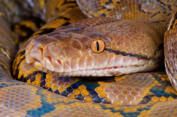 Malayopython Reticulatus Reticulated Python Formally Python Reticulatus Indoensia — Stock Photo, Image