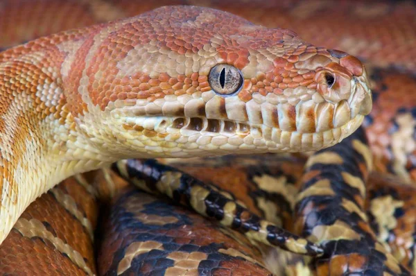 Morelia bredli, Centralian halı python, Avustralya