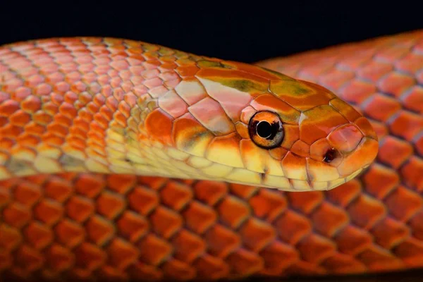 Euprepiophis Conspicillatus Japoński Las Połoz Japonia — Zdjęcie stockowe