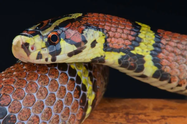 Archelaphe bella chapaensis yakın çekim 