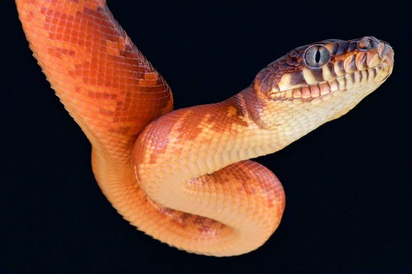 Simalia Boeleni Python Preto Papua Nova Guiné Formalmente Morelia Juvenil — Fotografia de Stock