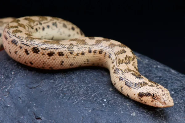 エリュクス Tataricus タルタル砂ボア ウズベキスタン — ストック写真