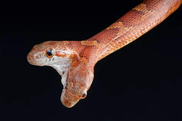 Kétfejű Kígyó Pantherophis Guttatus — Stock Fotó