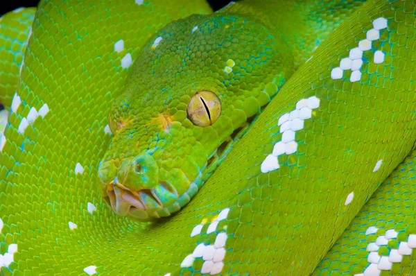 Morelia viridis, yeşil ağaç python, Aru Adası, Endonezya