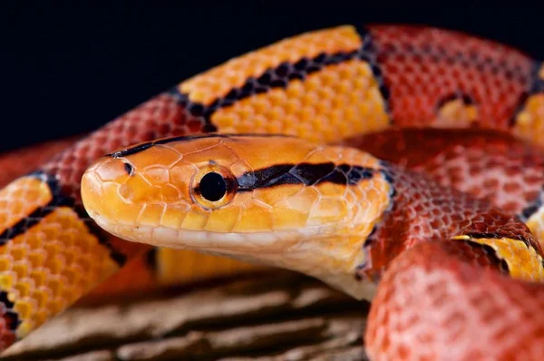 Oreocryptophis porphyraceus vaillanti, çizgili bambu yılan, Hong Kong