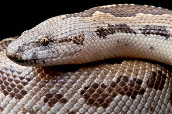 インド 正式にエリュクス スケーリング砂ボア Gongylophis 滲透価について — ストック写真