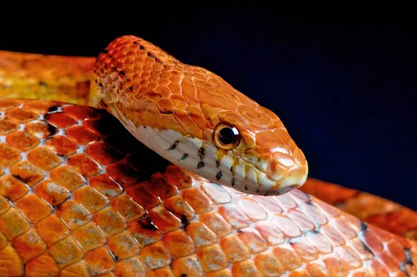 Pantherophis Guttata Red Corn Snake Сша — стоковое фото