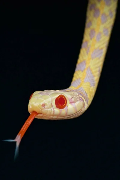 Thamnophis Marcianus Anyagbevonatú Harisnyakötő Kígyó — Stock Fotó