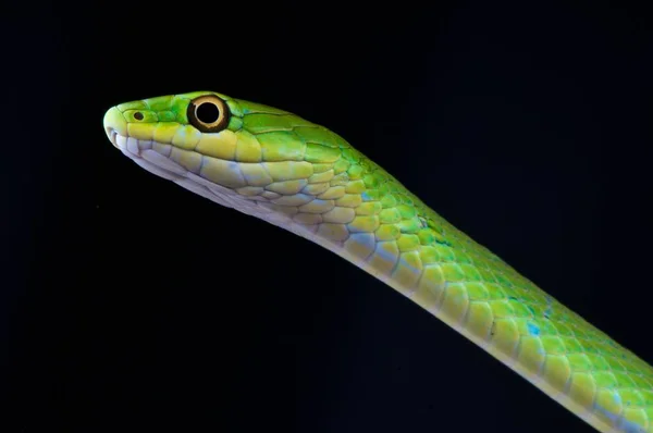 ラフアオヘビ 大まかな緑のヘビ アメリカ合衆国 — ストック写真