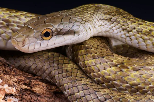 Birinchi marta kattalar pornosini onlayn tomosha qiling