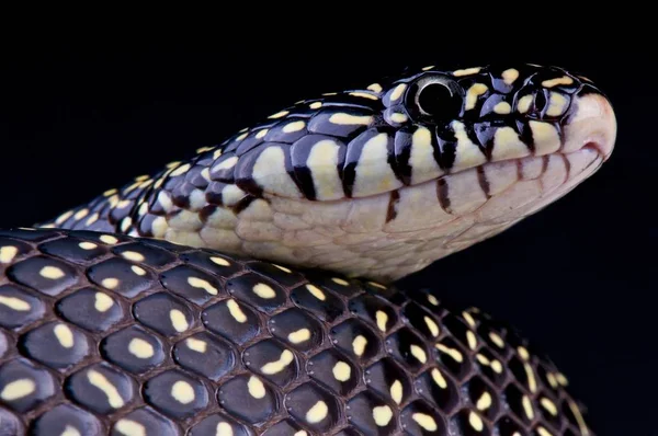 Lampropeltis Getula Holbrooki Skvrnitý King Snake Usa — Stock fotografie