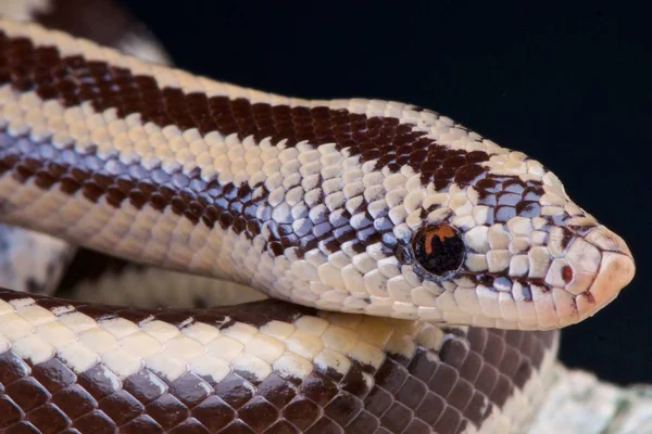 Lichanura Trivirgata Rosy Boa Arizona Usa — Stock Photo, Image