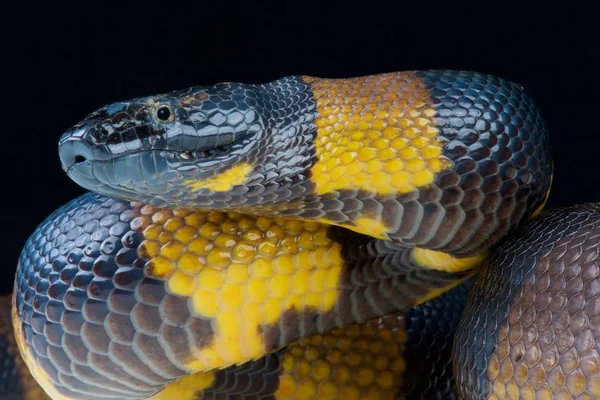 ワモンニシキヘビ ビスマルク環状 Python ニュー イングランド ビスマルク諸島 — ストック写真
