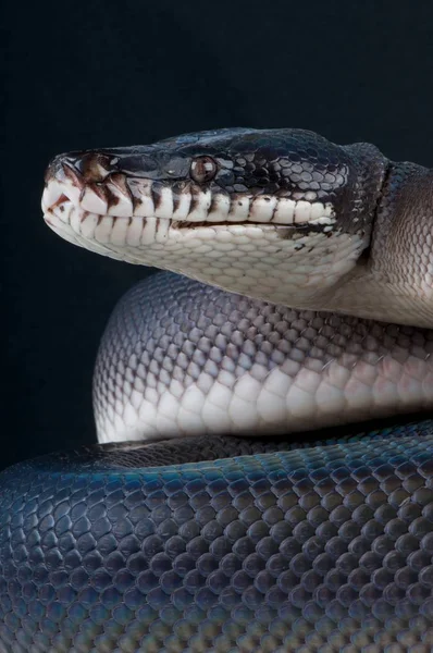 Leiopython Hoserae Jižní Bílá Rty Python Papua Nová Guinea — Stock fotografie