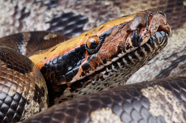 Python Curtus Brongersmai Pitone Rosso Del Sangue Malesia — Foto Stock