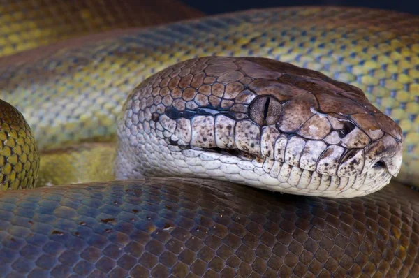 Apodora papuana, Papua python, Wau, Papua Yeni Gine