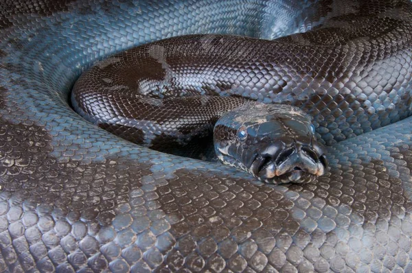 Python Curtus Breitensteini Black Blood Python Kalimantan — Stock Photo, Image