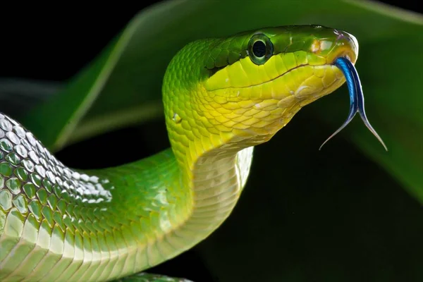 Gonyosoma Oxycephalum Serpiente Rata Cola Roja Verde Tailandia — Foto de Stock