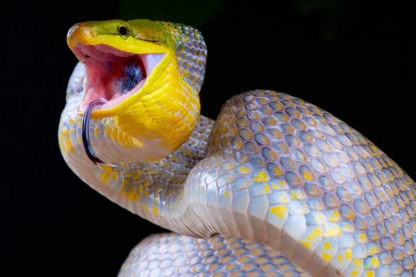 Gonyosoma oxycephalum, saldıran, Endonezya kırmızı kuyruklu yeşil ratsnake